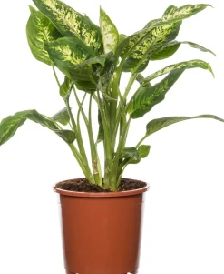 Intratuin Dieffenbachie (Dieffenbachia 'Compacta') D 17 H 60 cm| Grünpflanzen|Dieffenbachia