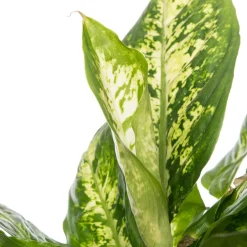 Intratuin Dieffenbachie (Dieffenbachia 'Compacta') D 17 H 60 cm| Grünpflanzen|Dieffenbachia