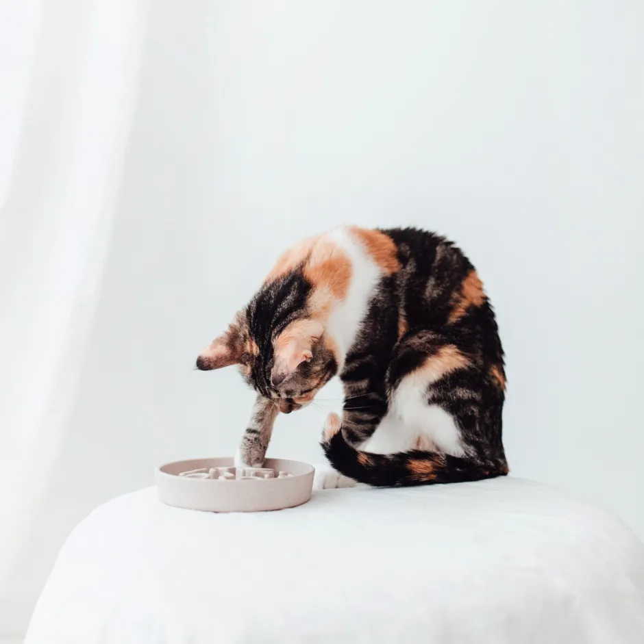 Intratuin District 70 Hundenapf Bamboo Anti-Schling S beige D 13,5 H 2,6 cm| Futternäpfe & Trinknäpfe|Futternäpfe & Trinknäpfe