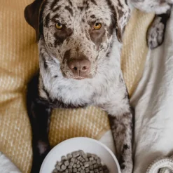 Intratuin District 70 Hundenapf Bamboo L beige D 21 H 6,3 cm 1600 ml| Futternäpfe & Trinknäpfe|Futternäpfe & Trinknäpfe