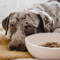 Intratuin District 70 Hundenapf Bamboo L beige D 21 H 6,3 cm 1600 ml| Futternäpfe & Trinknäpfe|Futternäpfe & Trinknäpfe