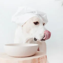 Intratuin District 70 Hundenapf Bamboo L beige D 21 H 6,3 cm 1600 ml| Futternäpfe & Trinknäpfe|Futternäpfe & Trinknäpfe