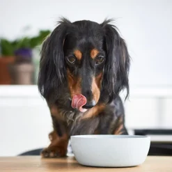 Intratuin District 70 Hundenapf Bamboo S beige D 14 H 5,2 cm 570 ml| Futternäpfe & Trinknäpfe|Futternäpfe & Trinknäpfe