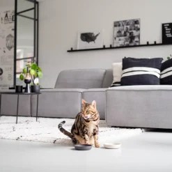 Intratuin District 70 Katzennapf Bamboo XS beige D 12 H 2,8 cm| Futternäpfe & Trinknäpfe|Futternäpfe & Trinknäpfe