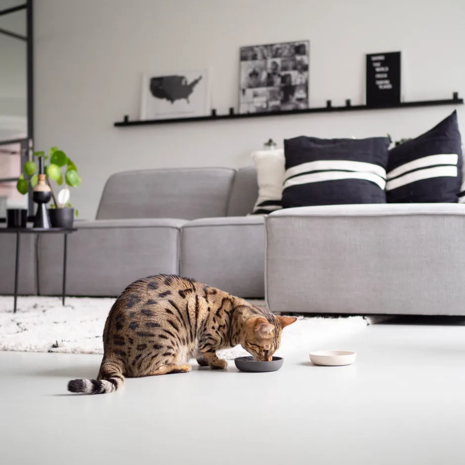 Intratuin District 70 Katzennapf Bamboo XS beige D 12 H 2,8 cm| Futternäpfe & Trinknäpfe|Futternäpfe & Trinknäpfe