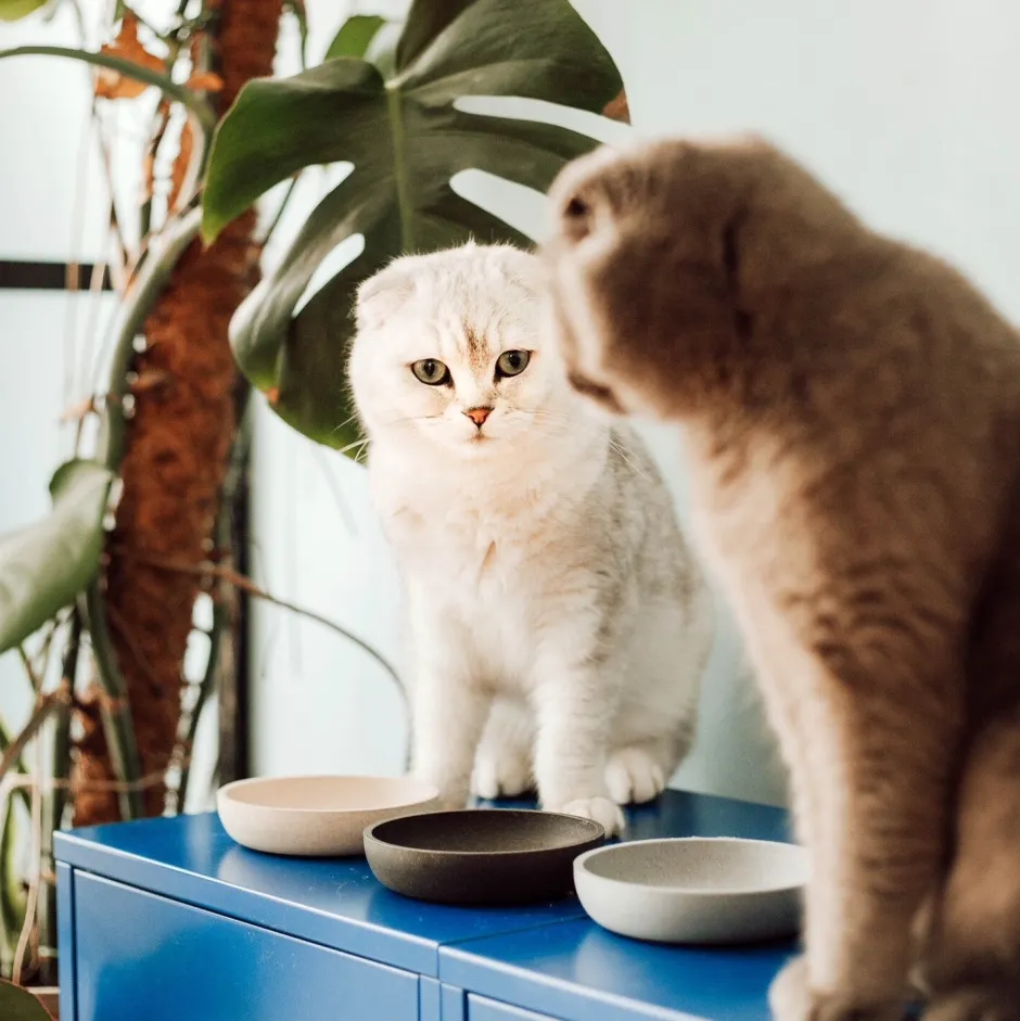 Intratuin District 70 Katzennapf Bamboo XS beige D 12 H 2,8 cm| Futternäpfe & Trinknäpfe|Futternäpfe & Trinknäpfe