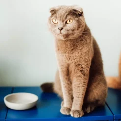 Intratuin District 70 Katzennapf Bamboo XS beige D 12 H 2,8 cm| Futternäpfe & Trinknäpfe|Futternäpfe & Trinknäpfe