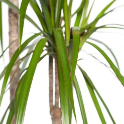 Intratuin Drachenbaum (Dracaena marginata) D 27 H 170 cm| Luftreinigende Pflanzen|Große Pflanzen