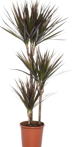 Intratuin Drachenbaum (Dracaena marginata 'Magenta') D 21 cm H 120 cm| Für Schatten|Luftreinigende Pflanzen