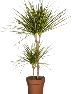 Intratuin Drachenbaum (Dracaena marginata 'Sunray') D 21 cm H 90 cm| Luftreinigende Pflanzen|Große Pflanzen