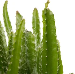 Intratuin Drachenfrucht (Hylocereus undatus) D 10,5 H 20 cm| Kleine Zimmerpflanzen|Für Sonne