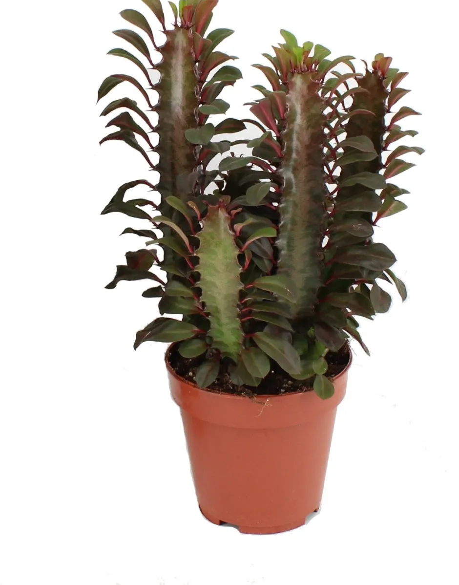 Intratuin Dreikantige Wolfsmilch (Euphorbia trigona 'Rubra') D 12 H 20 cm| Kleine Zimmerpflanzen|Für Sonne