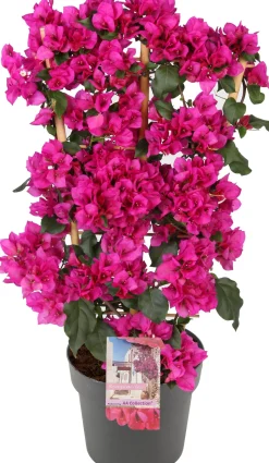 Intratuin Drillingsblume (Bougainvillea glabra 'Sanderiana') D 21 H 70 cm| Kletterpflanzen|Blühende Pflanzen