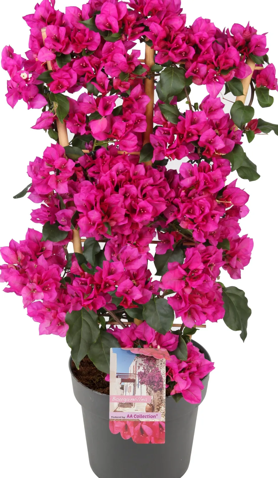 Intratuin Drillingsblume (Bougainvillea glabra 'Sanderiana') D 21 H 70 cm| Kletterpflanzen|Blühende Pflanzen