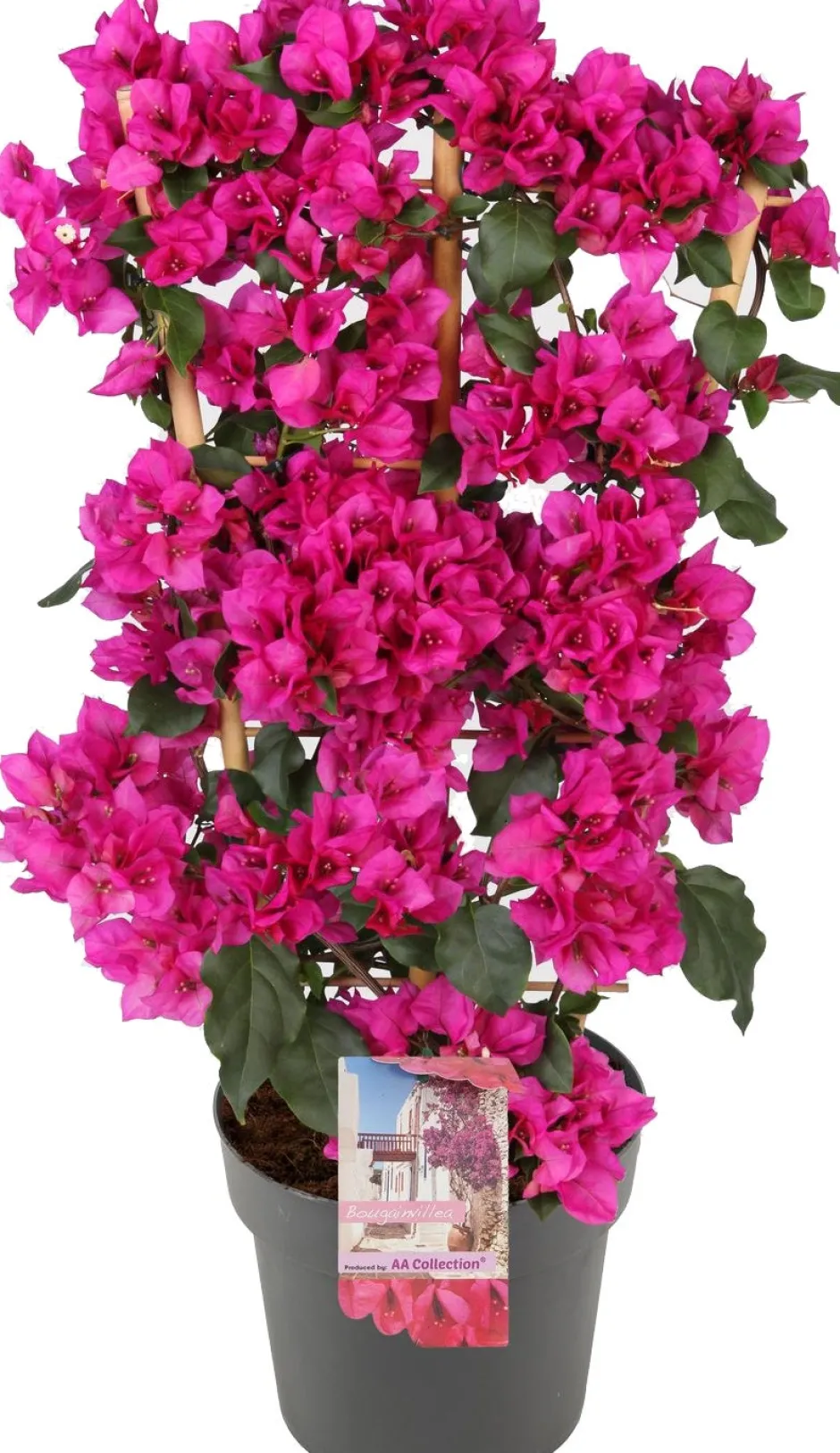 Intratuin Drillingsblume (Bougainvillea 'Sanderiana Renate') D 21 H 70 cm| Blühende Pflanzen