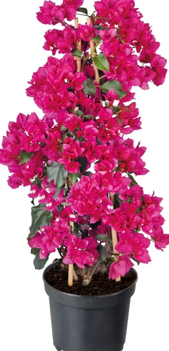 Intratuin Drillingsblume (Bougainvillea glabra 'Sanderiana') D 21 H 70 cm| Blühende Pflanzen|Kletterpflanzen