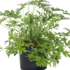 Intratuin Duftgeranie (Pelargonium graveolens 'Mosquito fighter') D 12 H 20 cm| Mehrjährige Pflanzen