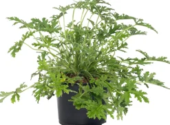 Intratuin Duftgeranie (Pelargonium graveolens 'Mosquito fighter') D 12 H 20 cm| Mehrjährige Pflanzen