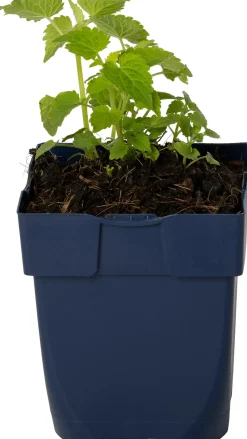 Intratuin Duftnessel (Agastache Rugosa 'Alabaster') D 11 H 20 cm| Blühende Pflanzen|Mehrjährige Pflanzen