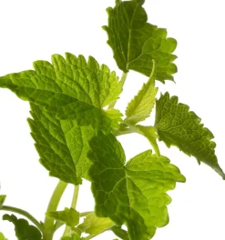 Intratuin Duftnessel (Agastache Rugosa 'Alabaster') D 11 H 20 cm| Blühende Pflanzen|Mehrjährige Pflanzen