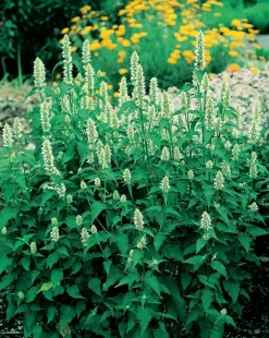 Intratuin Duftnessel (Agastache Rugosa 'Alabaster') D 11 H 20 cm| Blühende Pflanzen|Mehrjährige Pflanzen