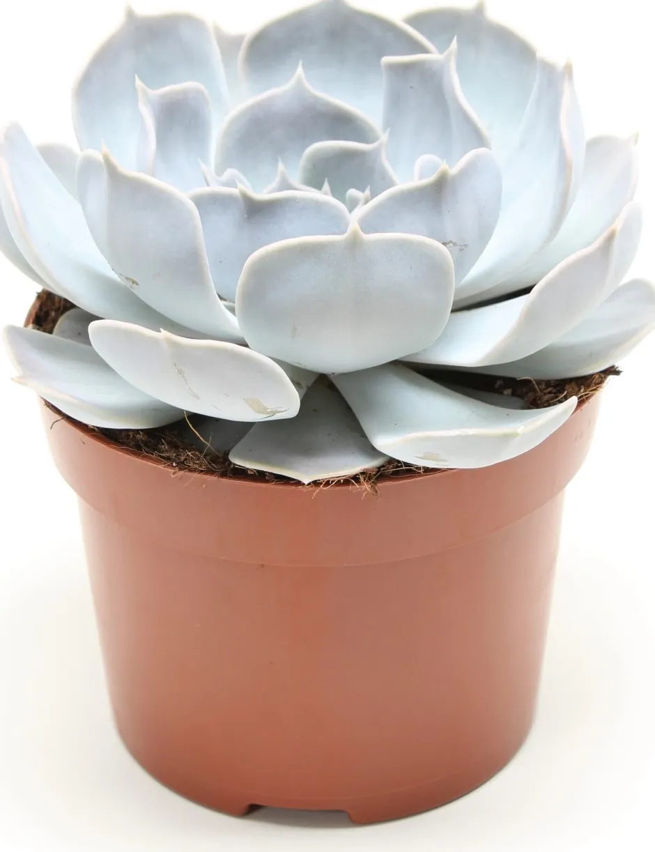 Intratuin Echeverie (Echeveria 'Lilacina') D 12 H 15 cm| Für Sonne|Kakteen & Sukkulenten