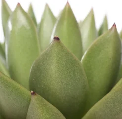 Intratuin Echeverie (Echeveria 'Miranda') D 12 H 14 cm| Kleine Zimmerpflanzen|Für Sonne