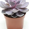 Intratuin Echeverie (Echeveria 'Purple Pearl') D 12 H 15 cm| Kleine Zimmerpflanzen|Kakteen & Sukkulenten