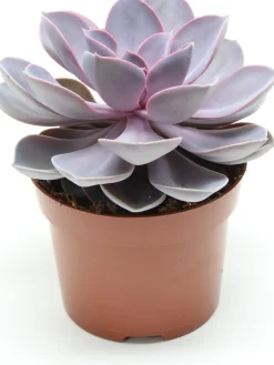 Intratuin Echeverie (Echeveria 'Purple Pearl') D 12 H 15 cm| Kleine Zimmerpflanzen|Kakteen & Sukkulenten