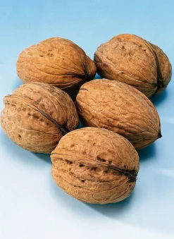 Intratuin Echte Walnuss (Juglans regia 'Broadview')| Blühende Pflanzen|Obstbäume & -Sträucher