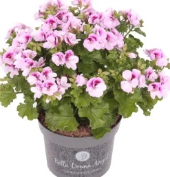 Intratuin Edelgeranie (Pelargonium grandiflorum 'Angel') D 12 H 15 cm| Blühende Pflanzen|Einjährige Pflanzen