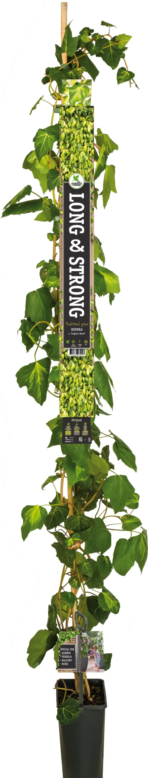 Intratuin Efeu (Hedera colchica 'Sulphur Heart') D 23 H 210 cm| Kletterpflanzen|Immergrüne Pflanzen