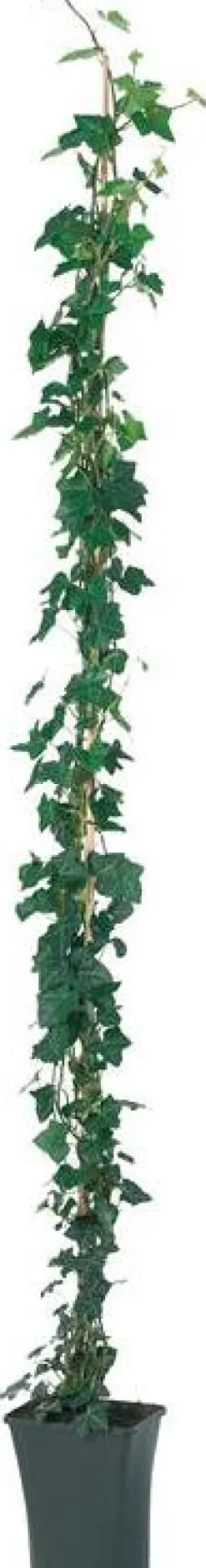 Intratuin Efeu (Hedera hibernica) D 19 H 180 cm| Kletterpflanzen|Immergrüne Pflanzen