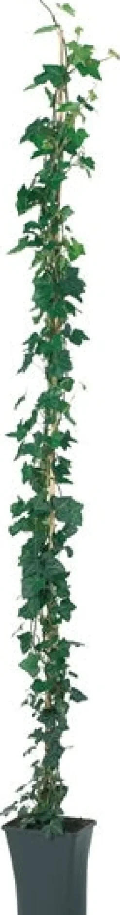 Intratuin Efeu (Hedera hibernica) D 23 H 210 cm| Kletterpflanzen|Immergrüne Pflanzen