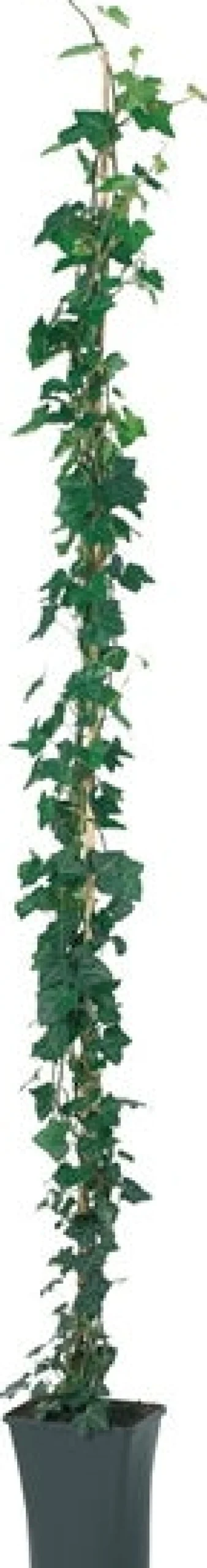 Intratuin Efeu (Hedera hibernica) D 23 H 210 cm| Kletterpflanzen|Immergrüne Pflanzen