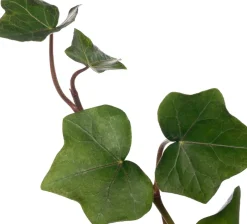 Intratuin Efeu (Hedera hibernica) D 9 H 10 cm 6 Pflanzen| Kletterpflanzen|Immergrüne Pflanzen
