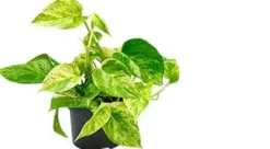 Intratuin Efeutute (Epipremnum pinnatum 'Marble Queen') D 12 H 15 cm| Kleine Zimmerpflanzen|Grünpflanzen