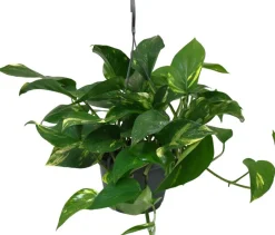 Intratuin Efeutute im Hängetopf (Epipremnum pinnatum) D 15 H 40 cm| Grünpflanzen|Efeutute