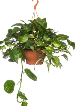 Intratuin Efeutute im Hängetopf (Epipremnum 'Aureum') D 19 H 40 cm| Grünpflanzen|Efeutute