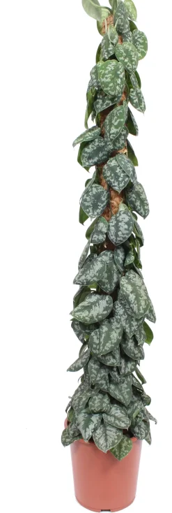 Intratuin Efeutute mit Moosstab (Epipremnum pictus 'Trebie') D 27 H 150 cm| Große Pflanzen|Grünpflanzen