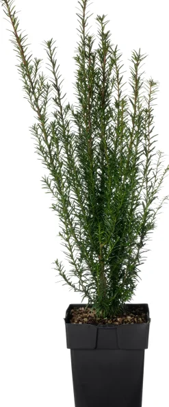 Intratuin Eibe (Taxus baccata) D 17 H 50 cm| Heckenpflanzen|Immergrüne Pflanzen