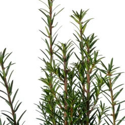 Intratuin Eibe (Taxus baccata) D 17 H 50 cm| Heckenpflanzen|Immergrüne Pflanzen