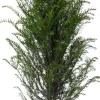 Intratuin Eibe (Taxus baccata) D 21 H 50 cm| Heckenpflanzen|Immergrüne Pflanzen