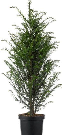 Intratuin Eibe (Taxus baccata) D 21 H 50 cm| Heckenpflanzen|Immergrüne Pflanzen