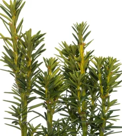 Intratuin Eibe (Taxus baccata David)| Heckenpflanzen|Immergrüne Pflanzen