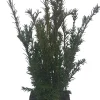 Intratuin Eibenbaum (Taxus media 'Groenland') D 17 H 60 cm| Heckenpflanzen|Immergrüne Pflanzen