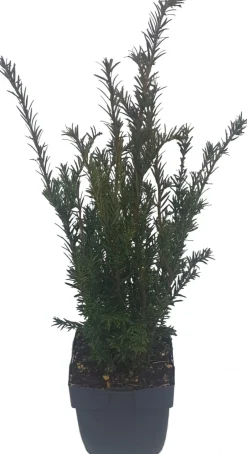 Intratuin Eibenbaum (Taxus media 'Groenland') D 17 H 60 cm| Heckenpflanzen|Immergrüne Pflanzen