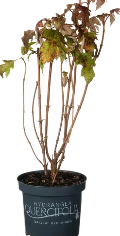 Intratuin Eichenblatthortensie (Hydrangea quercifolium 'Ice Crystal') D 19 H 40 cm| Hortensien|Blühende Pflanzen