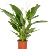 Intratuin Einblatt (Spathiphyllum 'Bingo Cupido') D 17 cm H 65 cm| Luftreinigende Pflanzen|Blühende Zimmerpflanzen