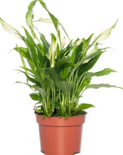 Intratuin Einblatt (Spathiphyllum 'Rondo') D 10,5 H 30 cm| Für Schatten|Blühende Zimmerpflanzen